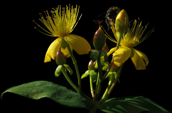 St. John's Wort botanical illustration - key ingredient in Tojo aftercare formula